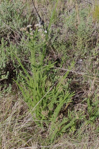 Selago corymbosa, photograph 1