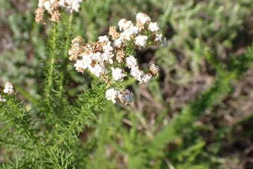 Selago corymbosa