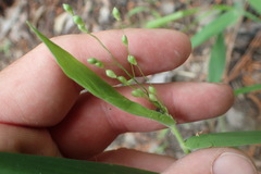 Dichanthelium boscii