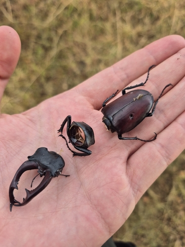 Lucanus cervus cervus