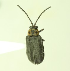 Tricholochmaea punctipennis