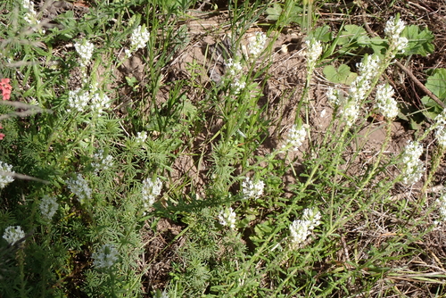 Dischisma ciliatum, photograph 6