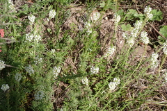 Dischisma ciliatum, photograph (c) Karen Eichholz, some rights reserved (CC BY)