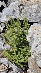 Dryopteris villarii