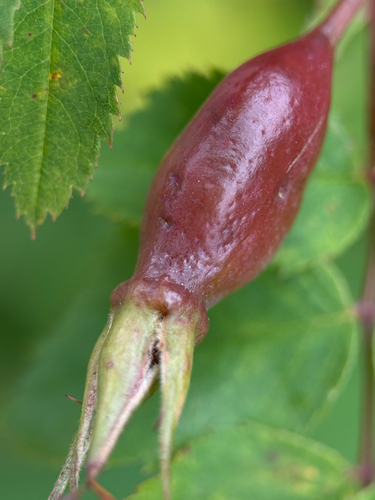 Rosa pendulina, photograph 4