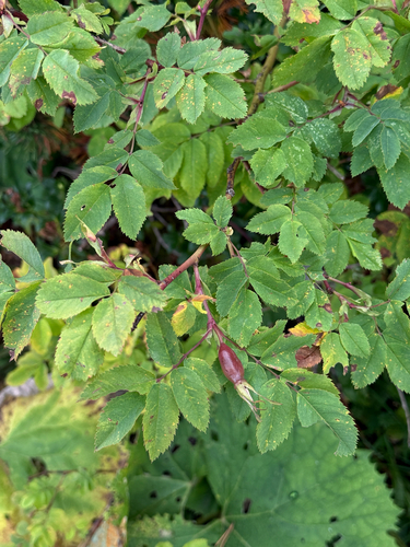 Rosa pendulina, photograph 5