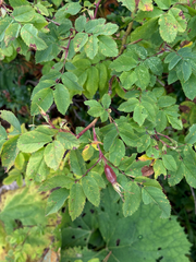 Rosa pendulina, photograph (c) Martin Scheidleder, some rights reserved (CC BY)