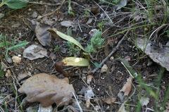 Himantoglossum comperianum