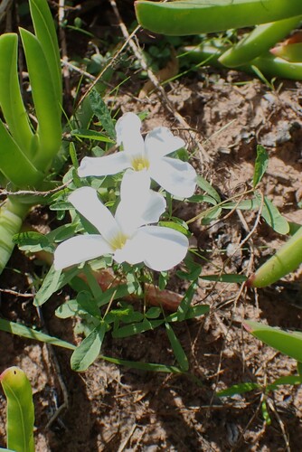 Oxalis ciliaris, photograph 2