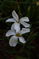Oxalis ciliaris, photograph (c) Karen Eichholz, some rights reserved (CC BY)