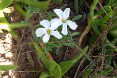 Oxalis ciliaris, photograph (c) Karen Eichholz, some rights reserved (CC BY)