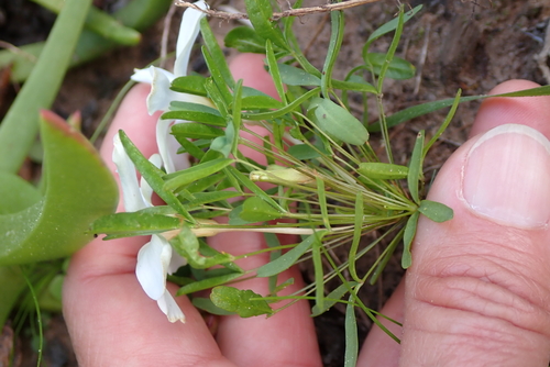 Oxalis ciliaris, photograph 4