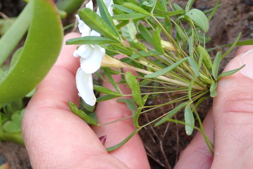 Oxalis ciliaris