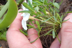 Oxalis ciliaris
