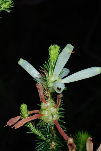 Erica sessiliflora, photograph 1
