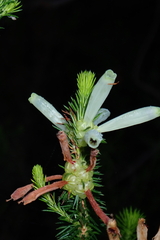 Erica sessiliflora