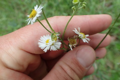 Erigeron tenuis