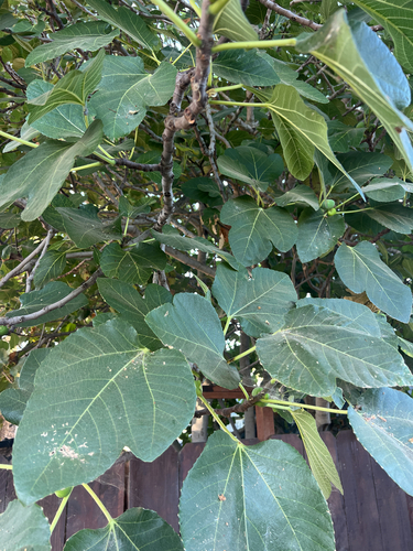 common fig