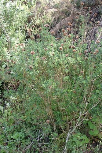 Leonotis ocymifolia, photograph 3