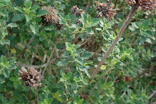 Leonotis ocymifolia, photograph 2