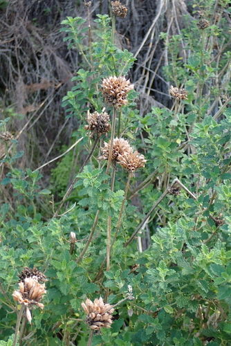 Leonotis ocymifolia, photograph 4