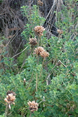 Leonotis ocymifolia, photograph (c) Karen Eichholz, some rights reserved (CC BY)