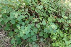 Cineraria lobata