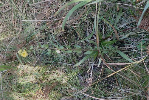 Alectra sessiliflora, photograph 5