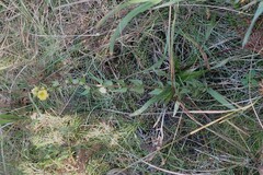Alectra sessiliflora, photograph (c) Karen Eichholz, some rights reserved (CC BY)