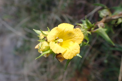 Alectra sessiliflora, photograph 3
