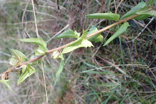 Alectra sessiliflora, photograph 4