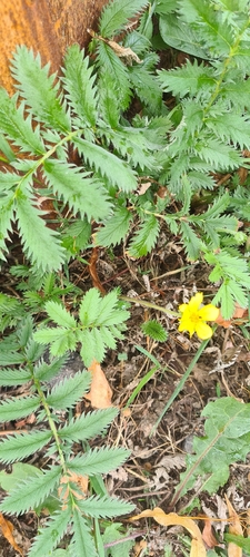 common silverweed