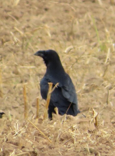 Common Raven