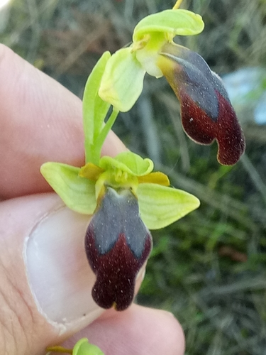 Ophrys iricolor image