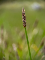 Eleocharis palustris, photograph (c) Martin Scheidleder, some rights reserved (CC BY)