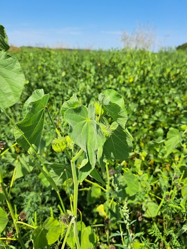 velvetleaf