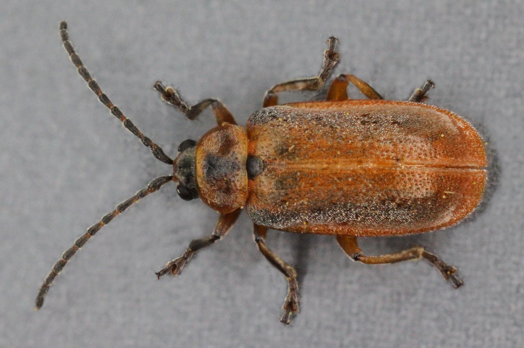 Black-margined Loosestrife Beetle