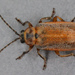 Black-margined Loosestrife Beetle - Photo (c) Janet Graham, some rights reserved (CC BY)