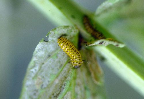 Black-margined Loosestrife Beetle photo 2