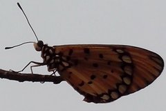 Acraea terpsicore