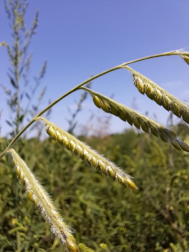 Hairy Cupgrass