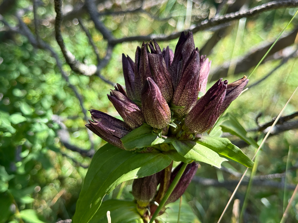 Gentiana pannonica; photograph (c) Martin Scheidleder, some rights reserved (CC BY)