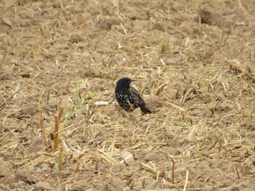 European Starling