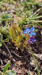 Gentiana utriculosa, photograph (c) Claude Kolwelter, some rights reserved (CC BY)
