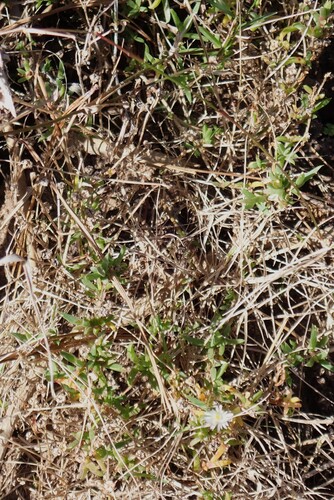 Delosperma inconspicuum, photograph 6