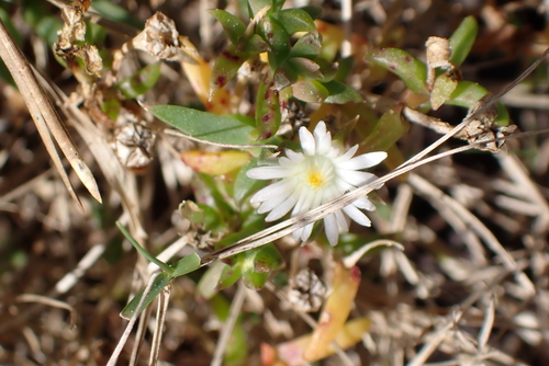 Delosperma inconspicuum, photograph 4