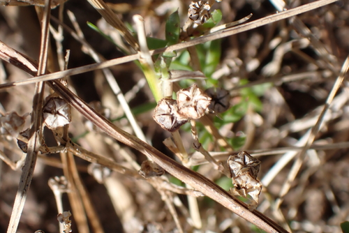 Delosperma inconspicuum, photograph 5