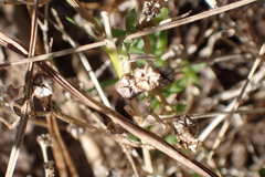 Delosperma inconspicuum, photograph (c) Karen Eichholz, some rights reserved (CC BY)
