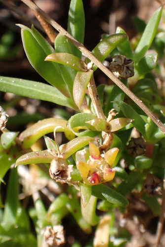 Delosperma inconspicuum, photograph 3