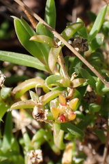 Delosperma inconspicuum, photograph (c) Karen Eichholz, some rights reserved (CC BY)